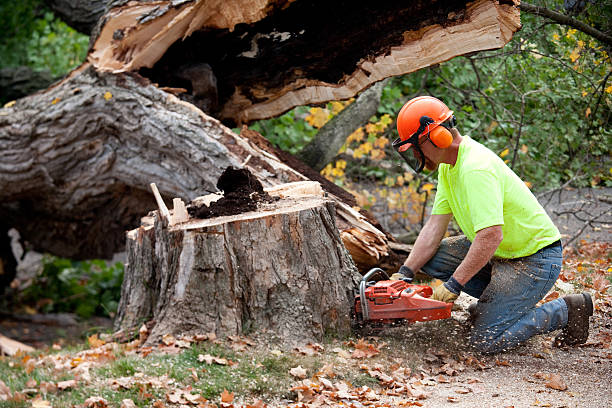 Best Firewood Processing and Delivery  in West Palm Beach, FL